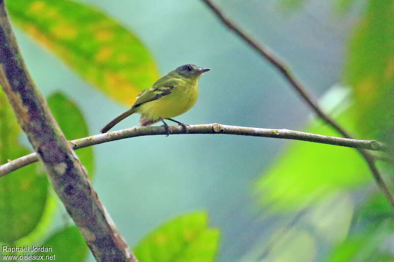 Antioquia Bristle Tyrantadult, identification