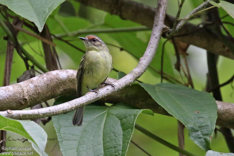 Tyranneau de Parkeradulte, identification