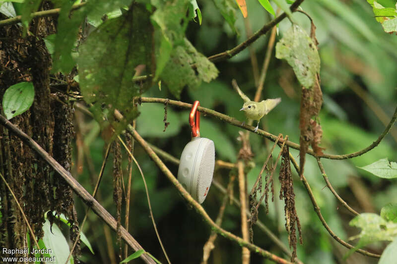 Tyranneau de Sao Paulo, identification