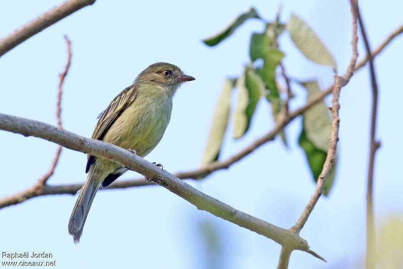 Tyranneau de Villarejoadulte, identification