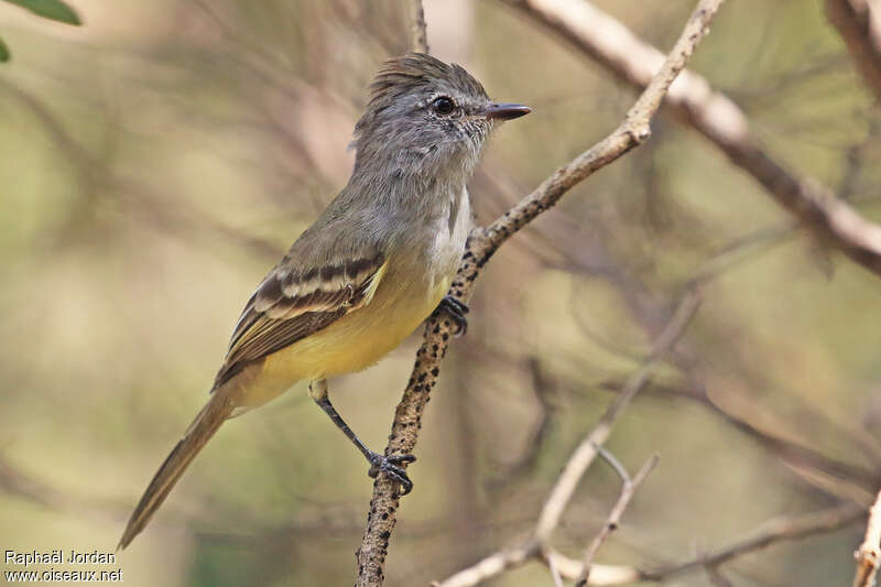 Tyranneau des palétuviersadulte, identification