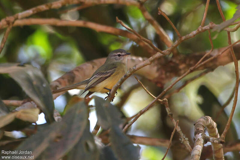 Tyranneau fasciéadulte, identification