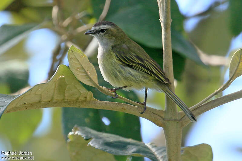 Guatemalan Tyrannuletadult, identification