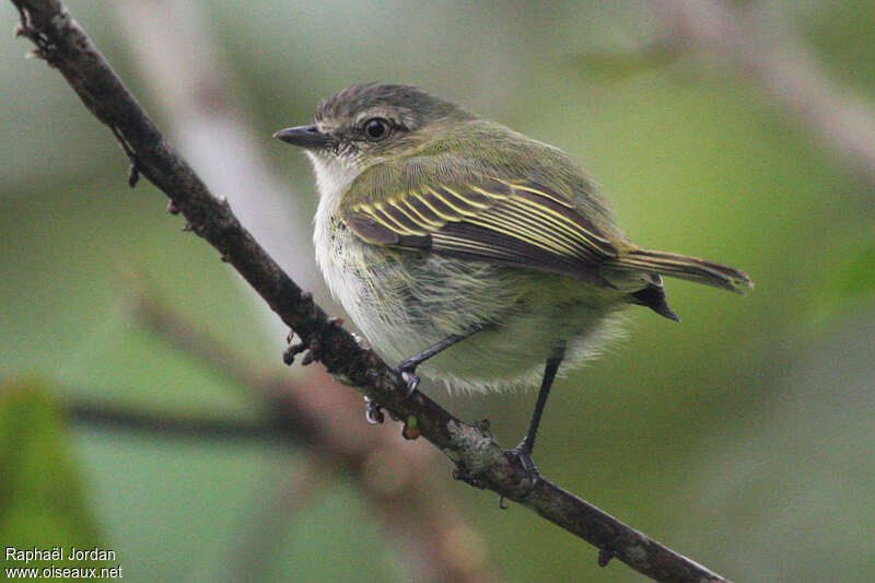 Mistletoe Tyrannuletadult, identification