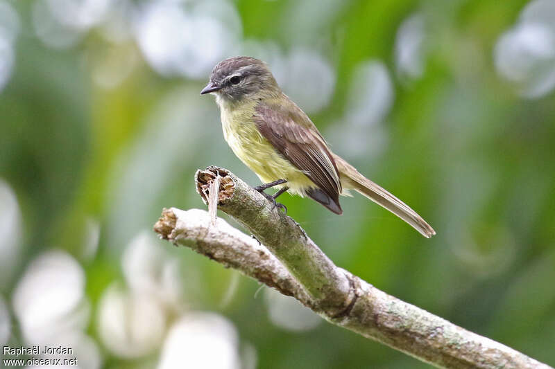 Sooty-headed Tyrannuletadult, identification