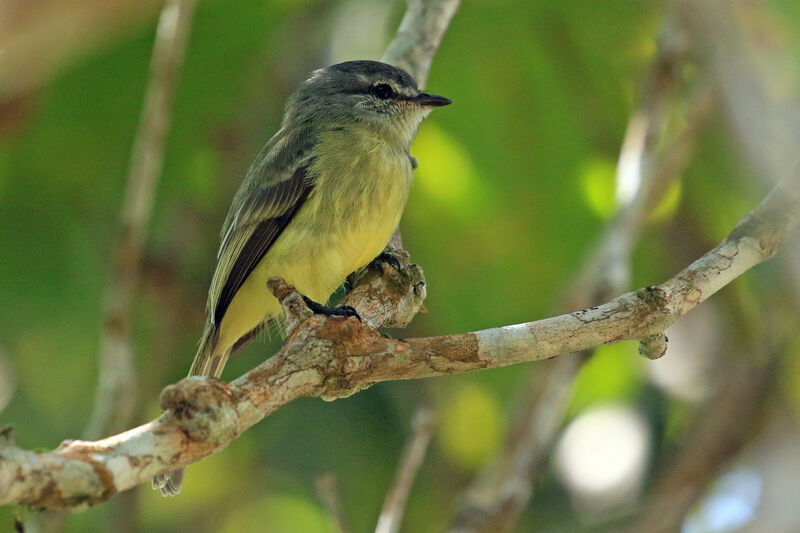 Sooty-headed Tyrannuletadult