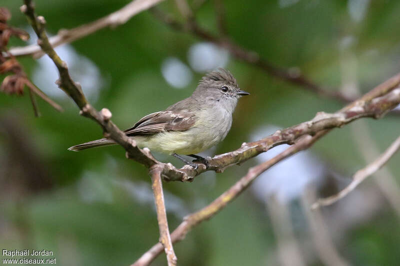 Tyranneau ombréadulte, identification