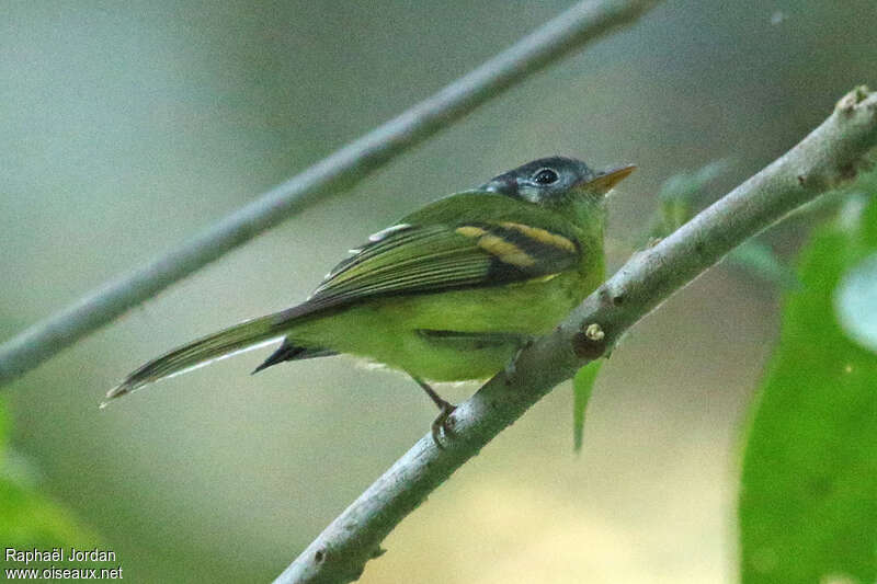 Variegated Bristle Tyrantadult, identification