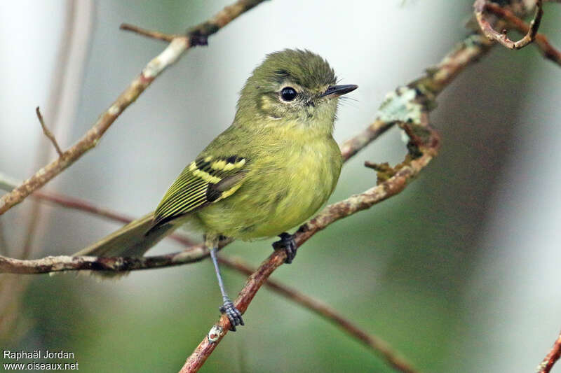 Mottle-cheeked Tyrannuletadult, identification