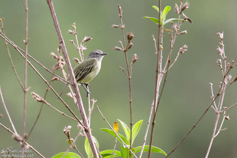 Tyranneau vifadulte, identification