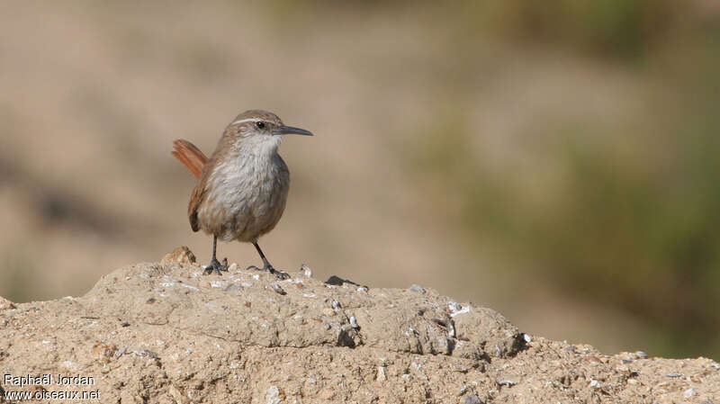 Straight-billed Earthcreeperadult