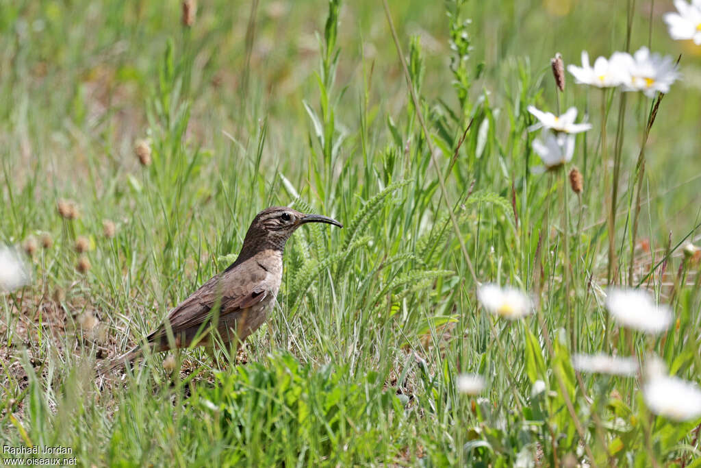 Upucerthie de forêt