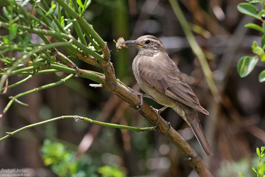Upucerthie de forêt