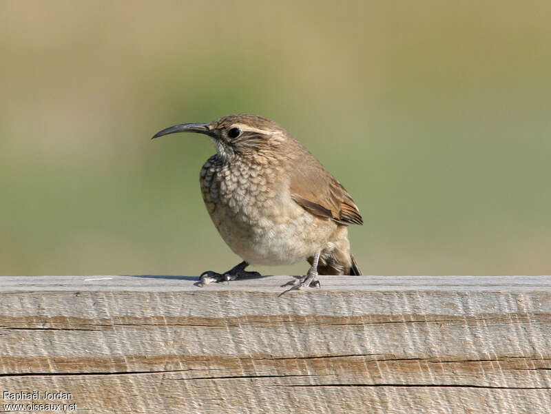 Scale-throated Earthcreeperadult, close-up portrait