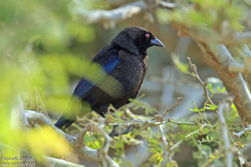 Vacher brun mâle adulte, identification