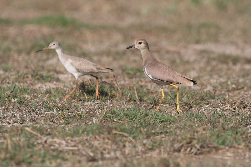 White-tailed Lapwing