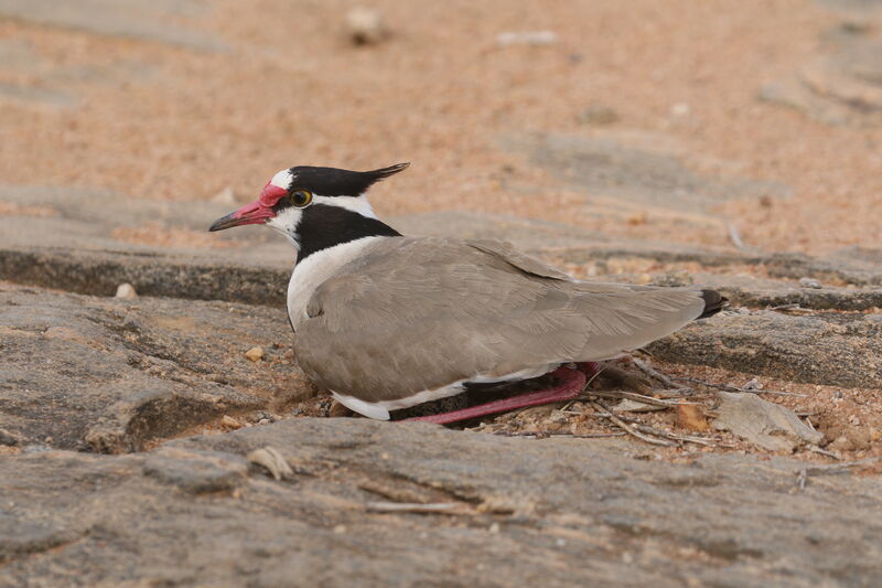 Black-headed Lapwingadult breeding, Reproduction-nesting