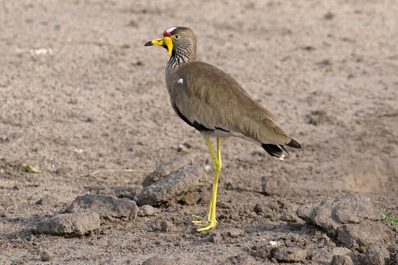 African Wattled Lapwingadult