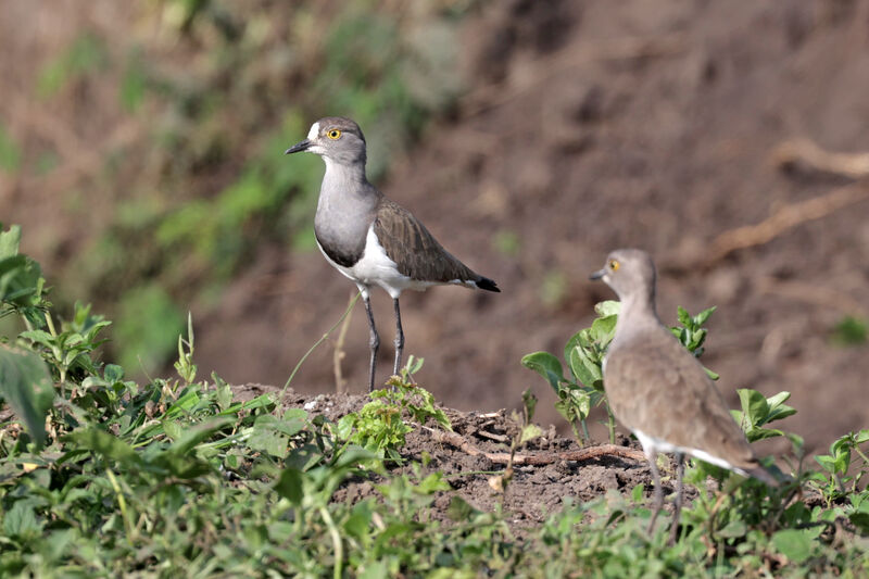 Senegal Lapwingadult