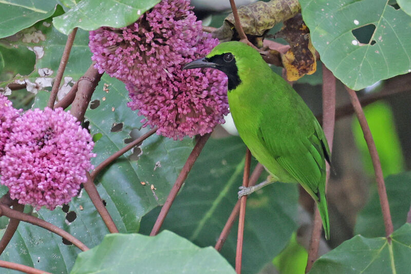 Verdin de Sonnerat mâle adulte