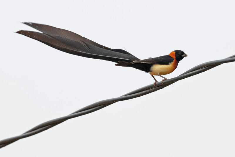 Sahel Paradise Whydah male adult breeding