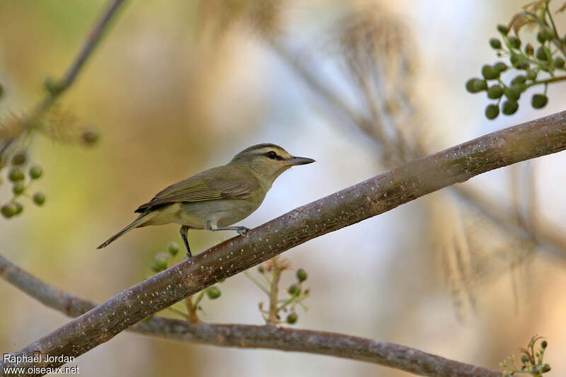 Yucatan Vireoadult, identification