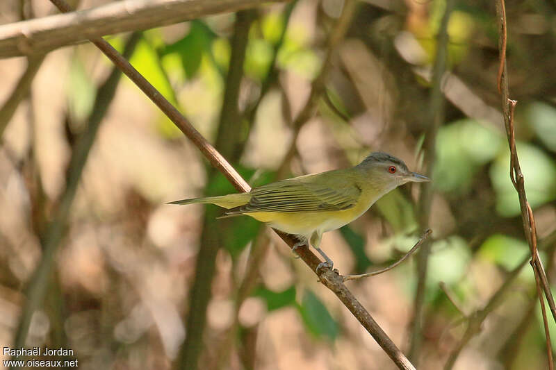 Viréo jaune-verdâtreadulte, identification