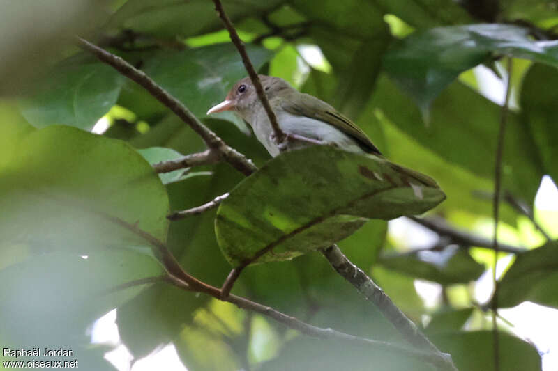 Brown-headed Greenlet