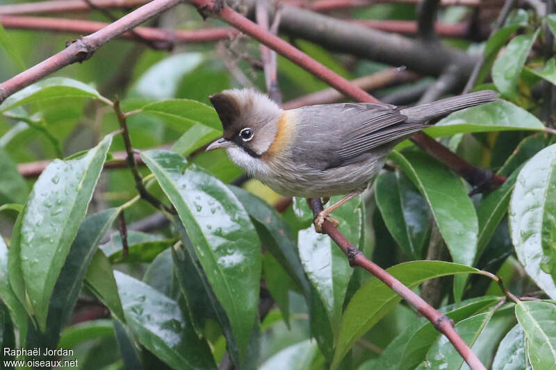 Whiskered Yuhinaadult, identification