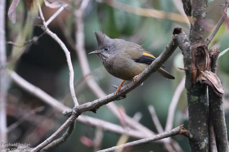 Yuhina à gorge striéeadulte nuptial, Comportement