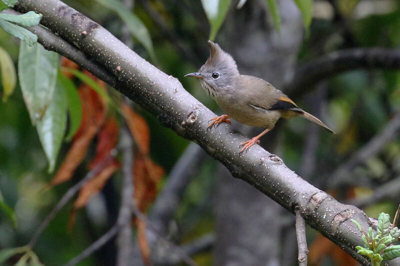 Stripe-throated Yuhina