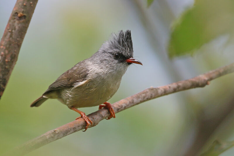 Black-chinned Yuhinaadult