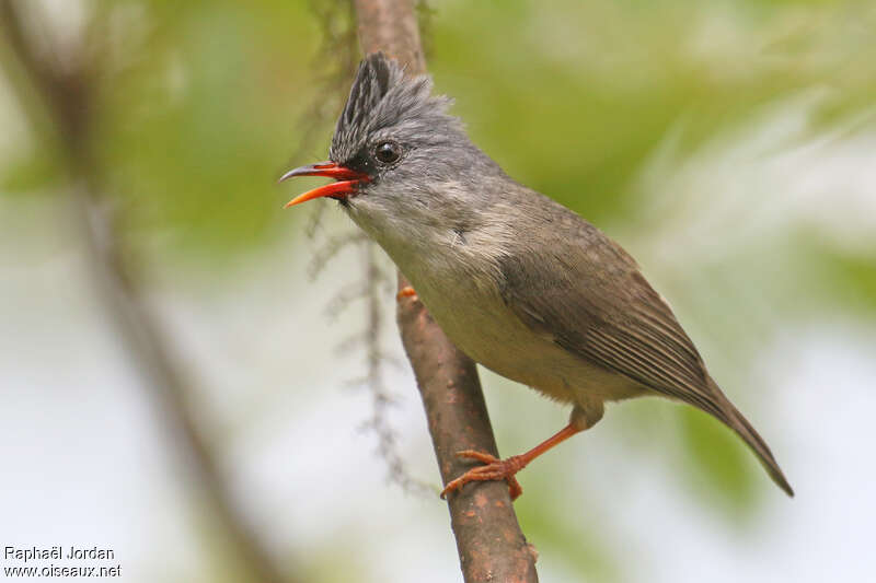 Black-chinned Yuhinaadult, identification