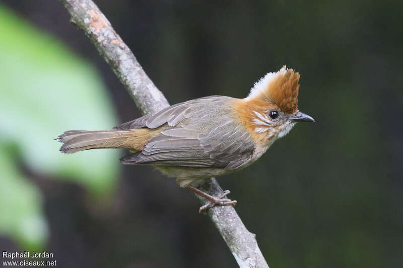 Yuhina à nuque blancheadulte, identification