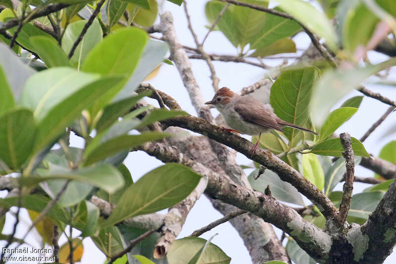 Striated Yuhinaadult, identification