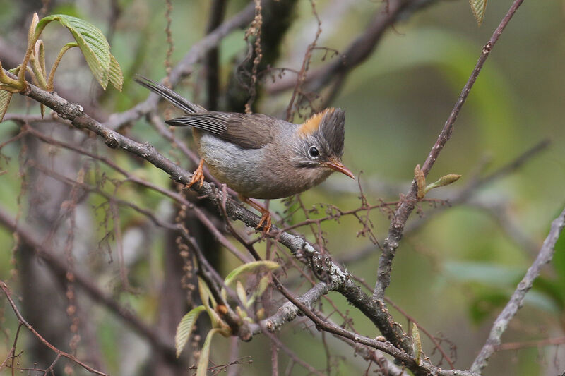 Yuhina à ventre rouxadulte