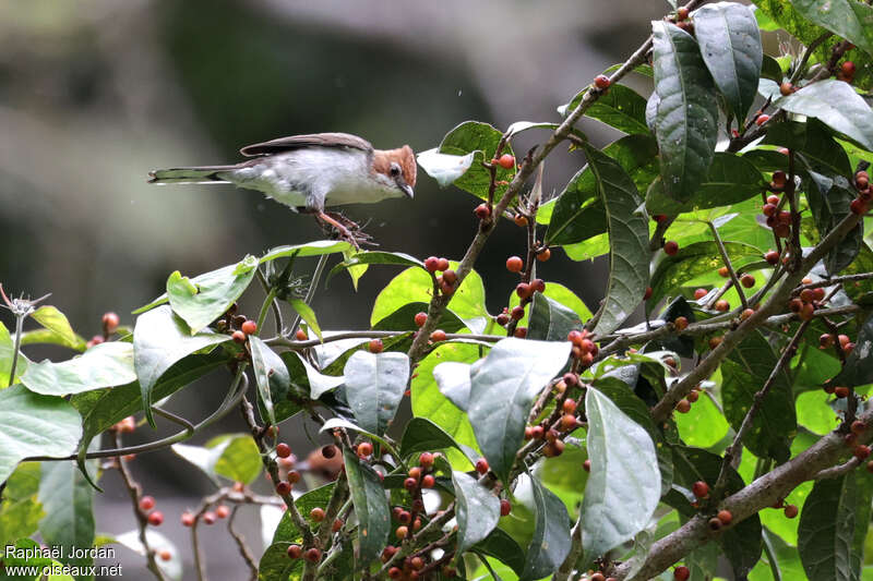 Chestnut-crested Yuhina