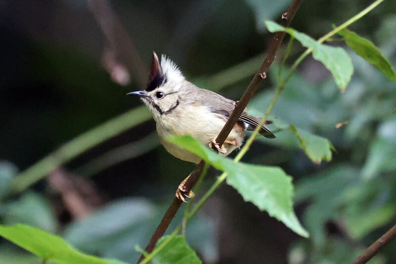 Yuhina de Taïwan