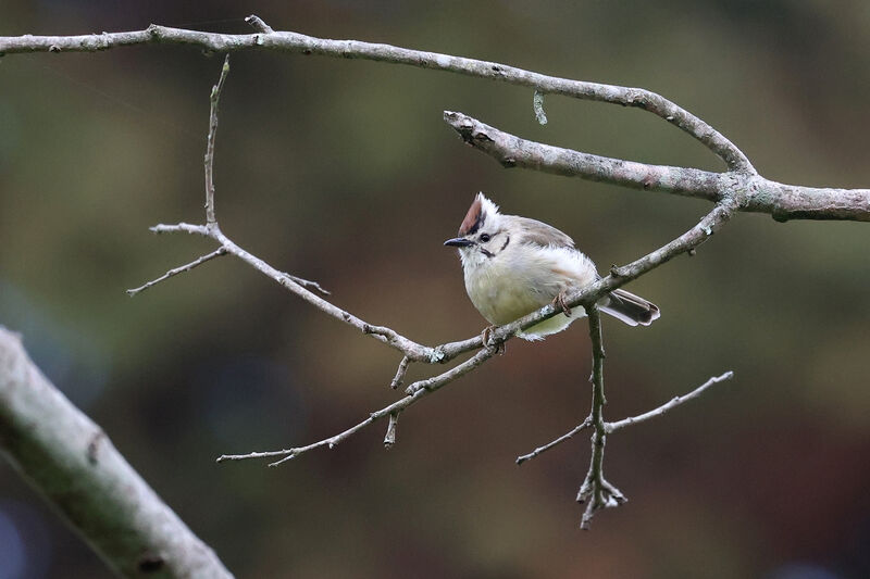 Yuhina de Taïwan