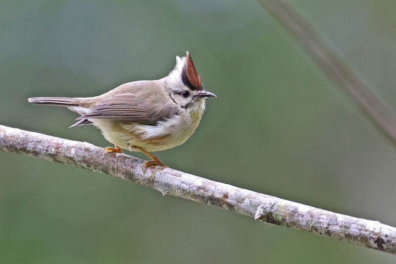 Yuhina de Taïwan