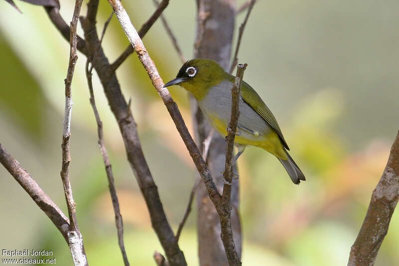 Black-capped White-eyeadult, identification