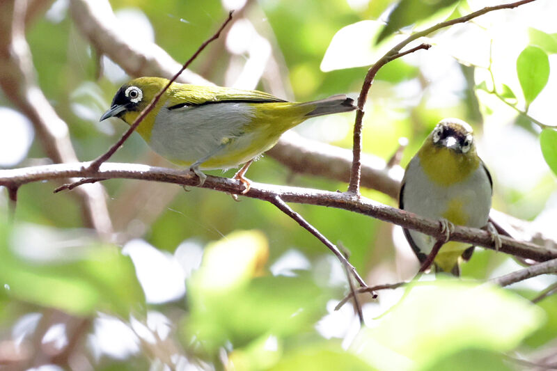 Black-capped White-eye