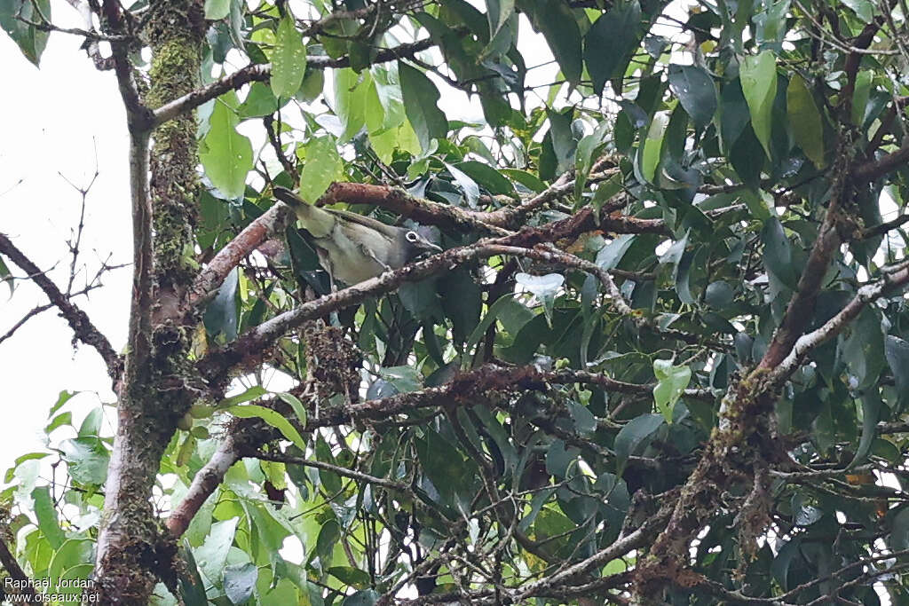 Zostérops à froc gris