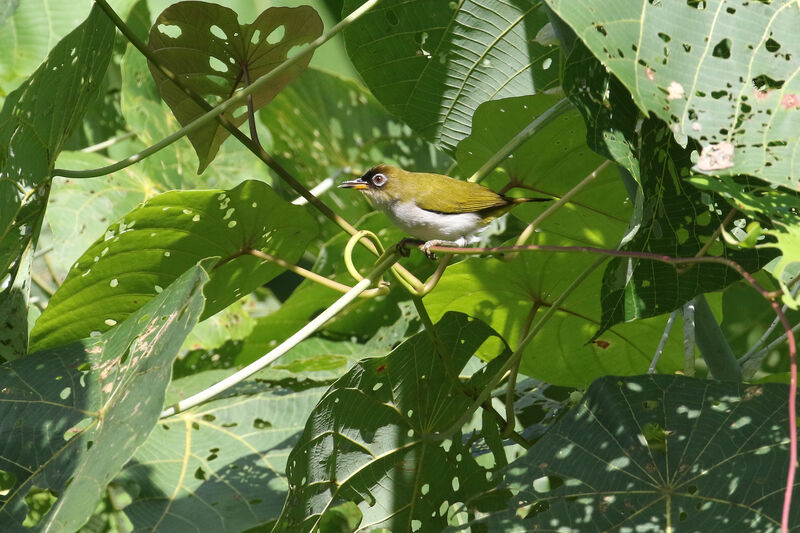 Cream-throated White-eye