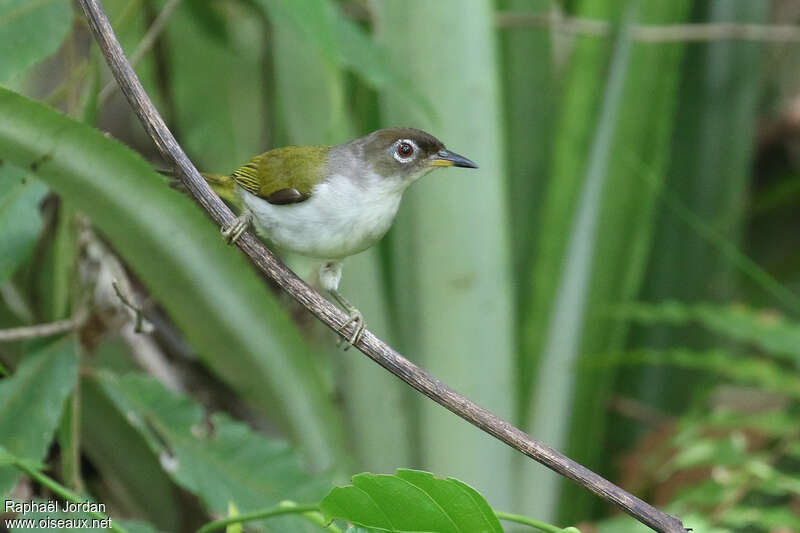 Cream-throated White-eyeadult