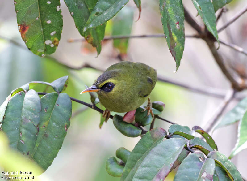 Mountain Blackeye