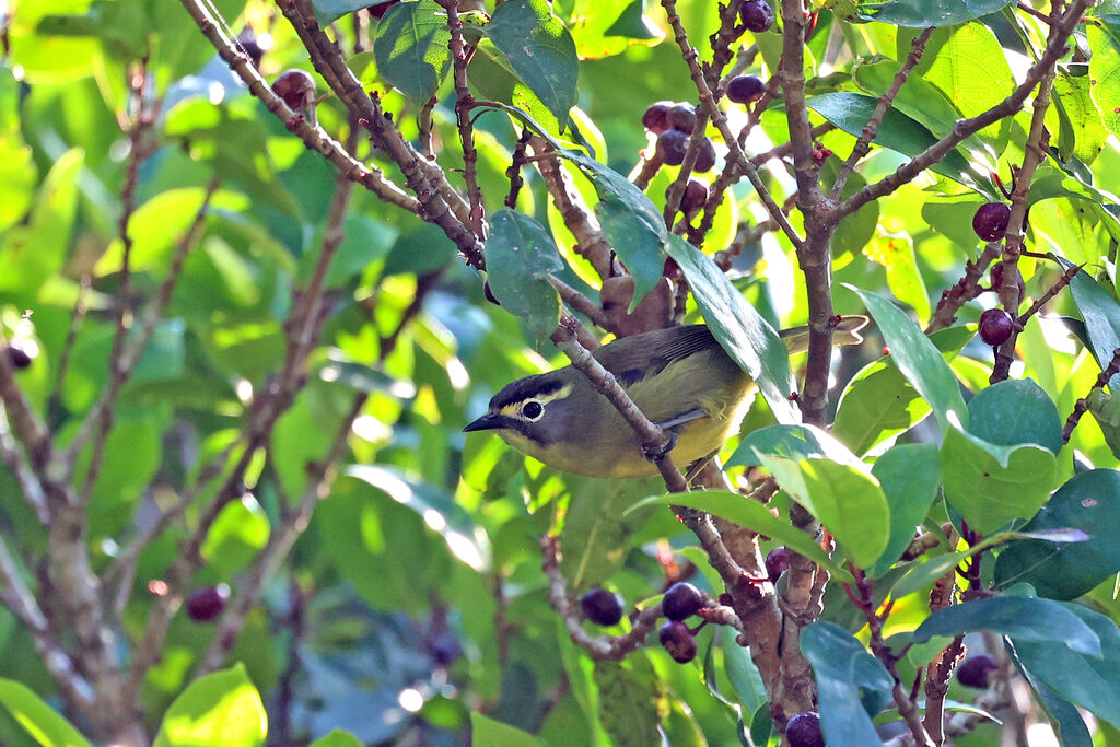 Zostérops à sourcilsadulte