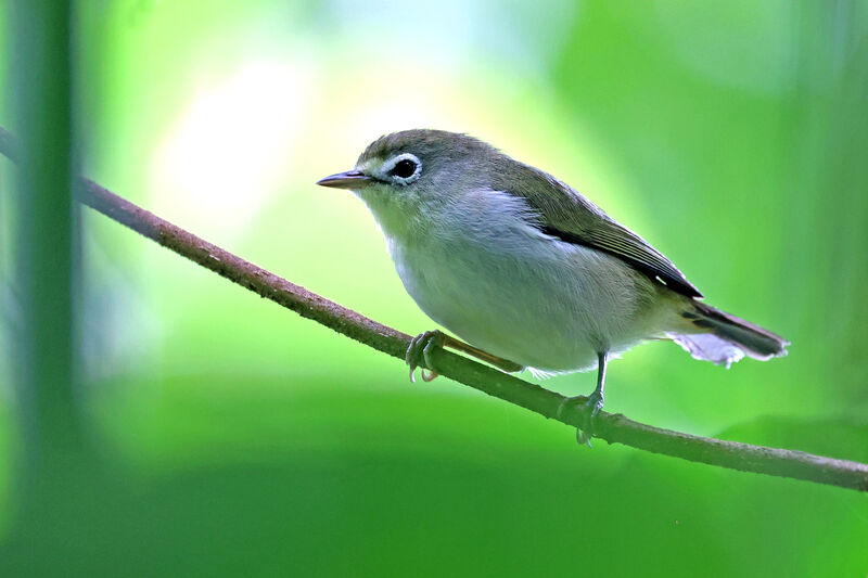 Principe White-eye