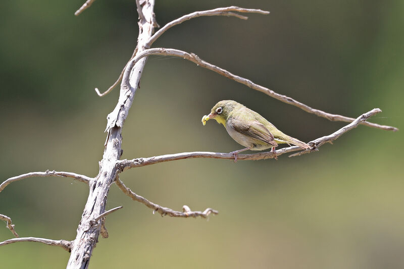 Abyssinian White-eye