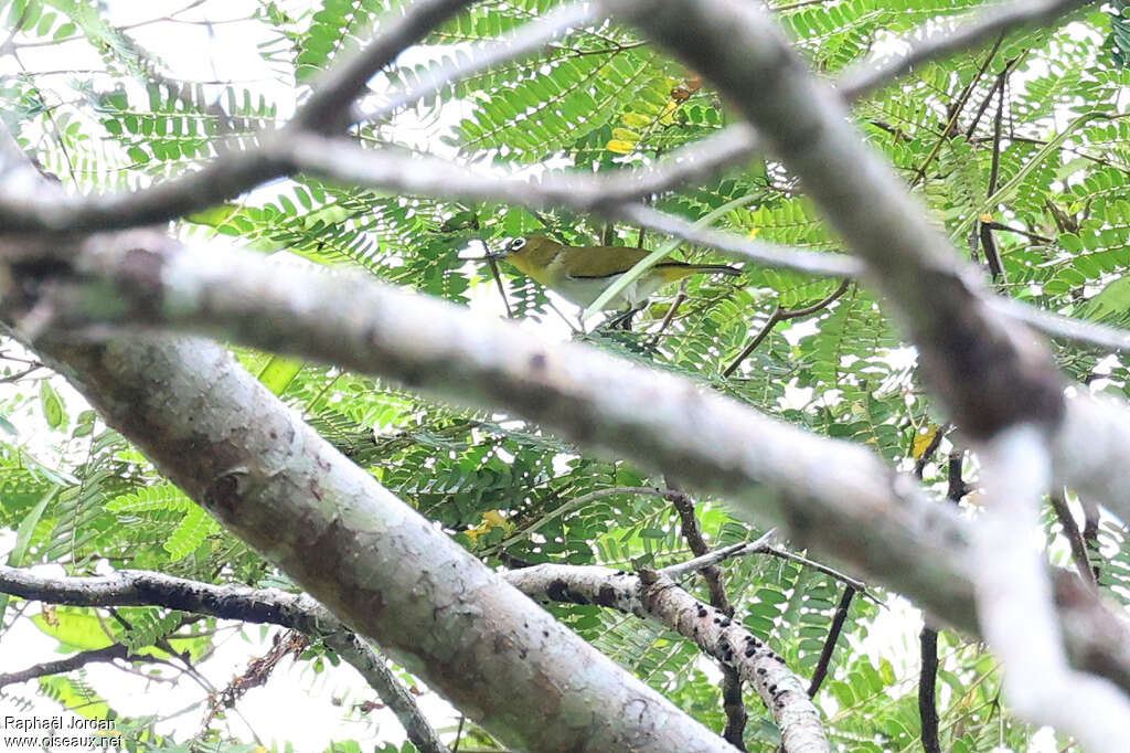Zostérops d'Ambon